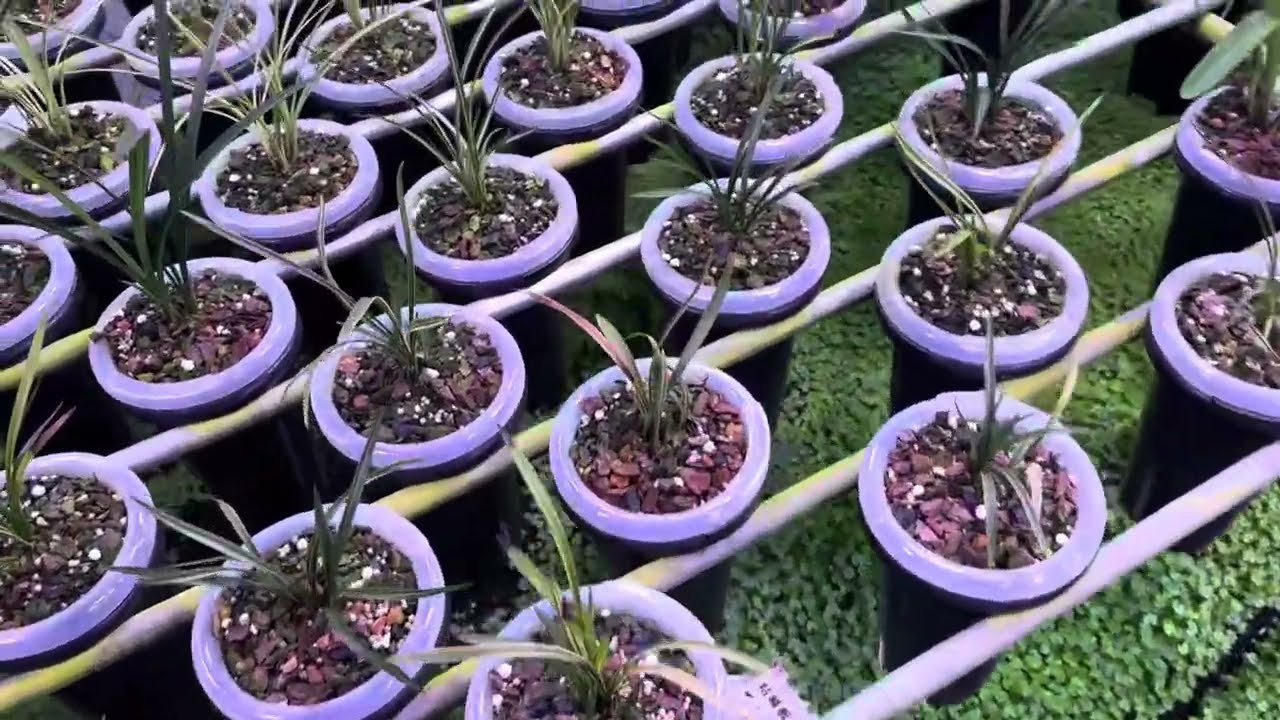 Giao lưu vườn lan Trung Quốc p1