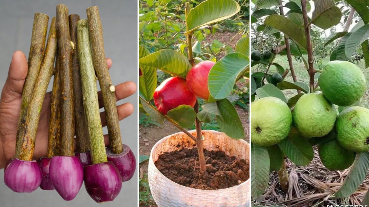 How to grafting guava tree with red onion to get more fruit quickly | Grow Guava