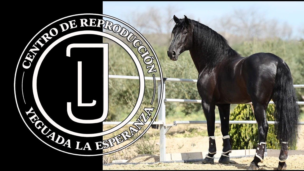 Exhibición de Sementales PRE de Yeguada la Esperanza en Córdoba