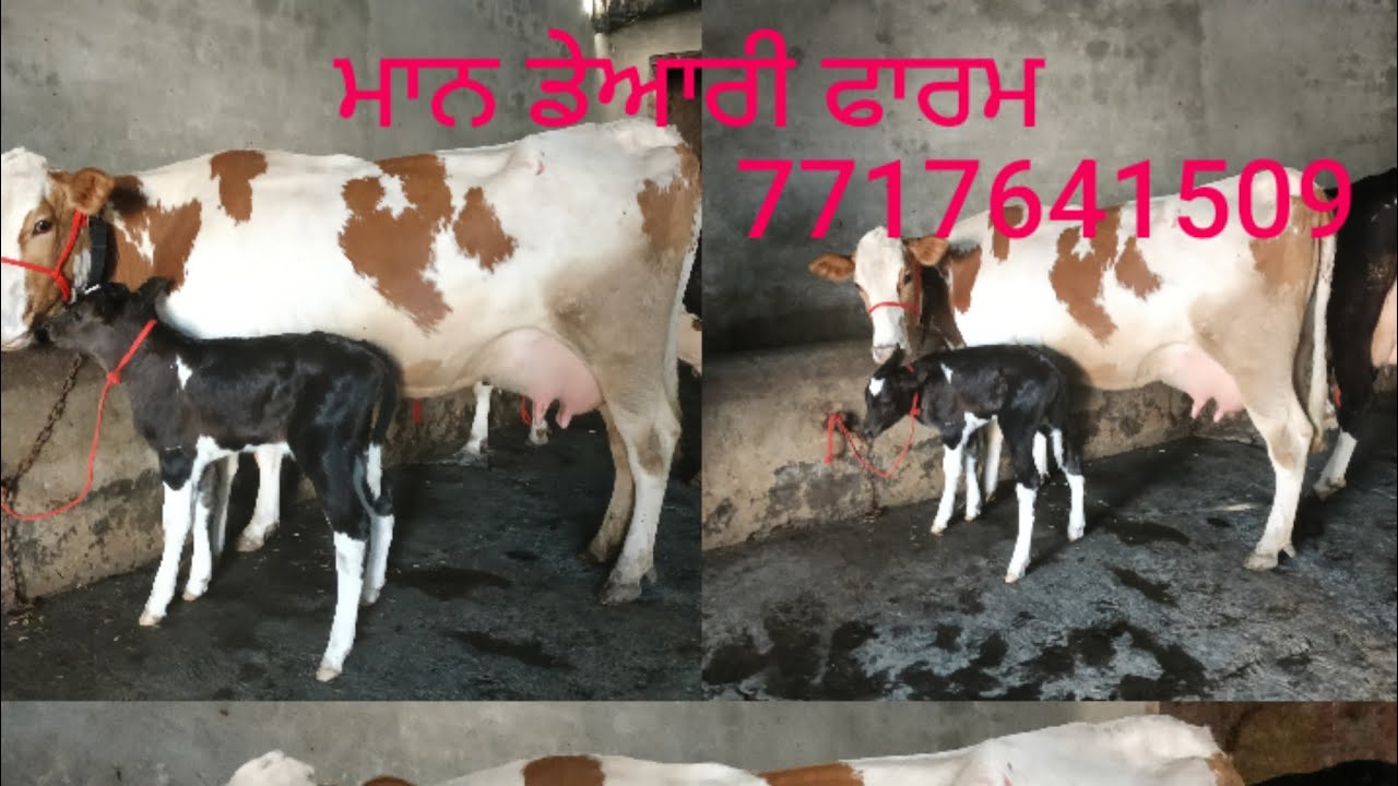 20.1.2026 ਫੋਨ 7717641509 👈 ਬਹੁਤ ਸੋਹਣੀਆਂ ਵੈੜਾ ਵਿਕਾਊ ਮਾਨ ਡੇਅਰੀ ਫਾਰਮ ਤੇ 🎁