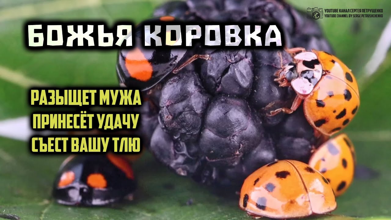Божьи коровки. Мифы и реальность. Каннибализм, разврат, тля и народные приметы. // Clever Cricket
