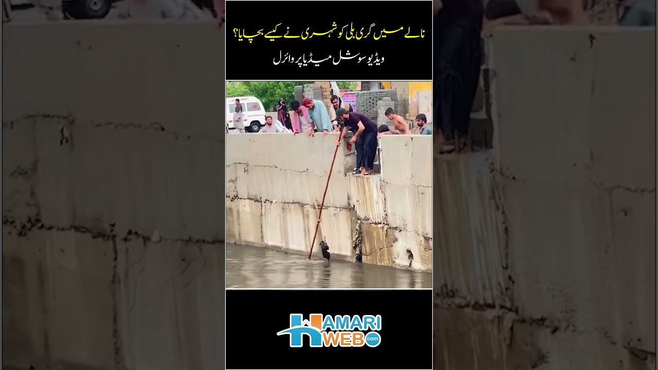 Heroic Moment: Man Saves Cat&rsquo;s Life | Heartwarming Rescue | Hamariweb