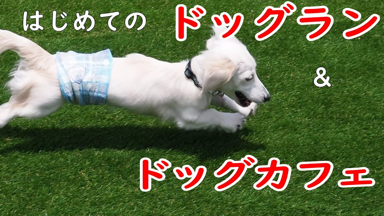 はじめてのドッグカフェ＆ラン【白ダックス_鈴之助】