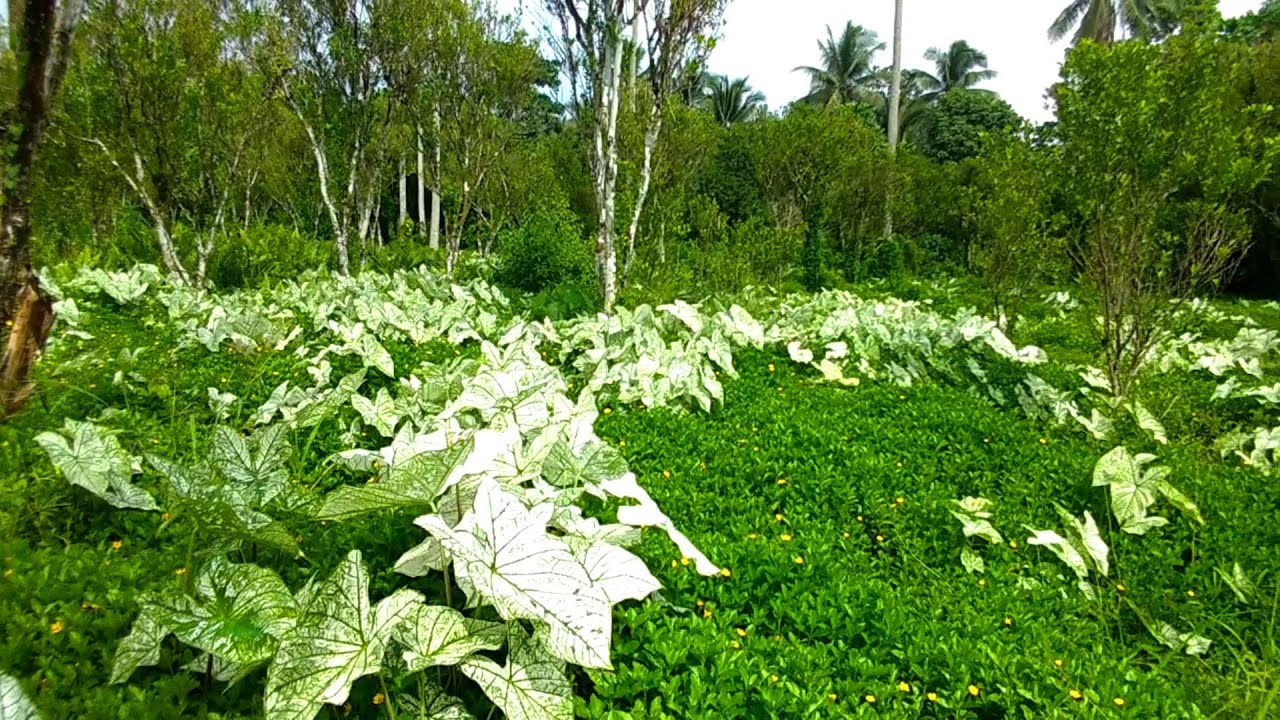EXPLORING AMAZING WILD ORNAMENTAL PLANTS NATURALLY LANDSCAPE AT FLAT LAND