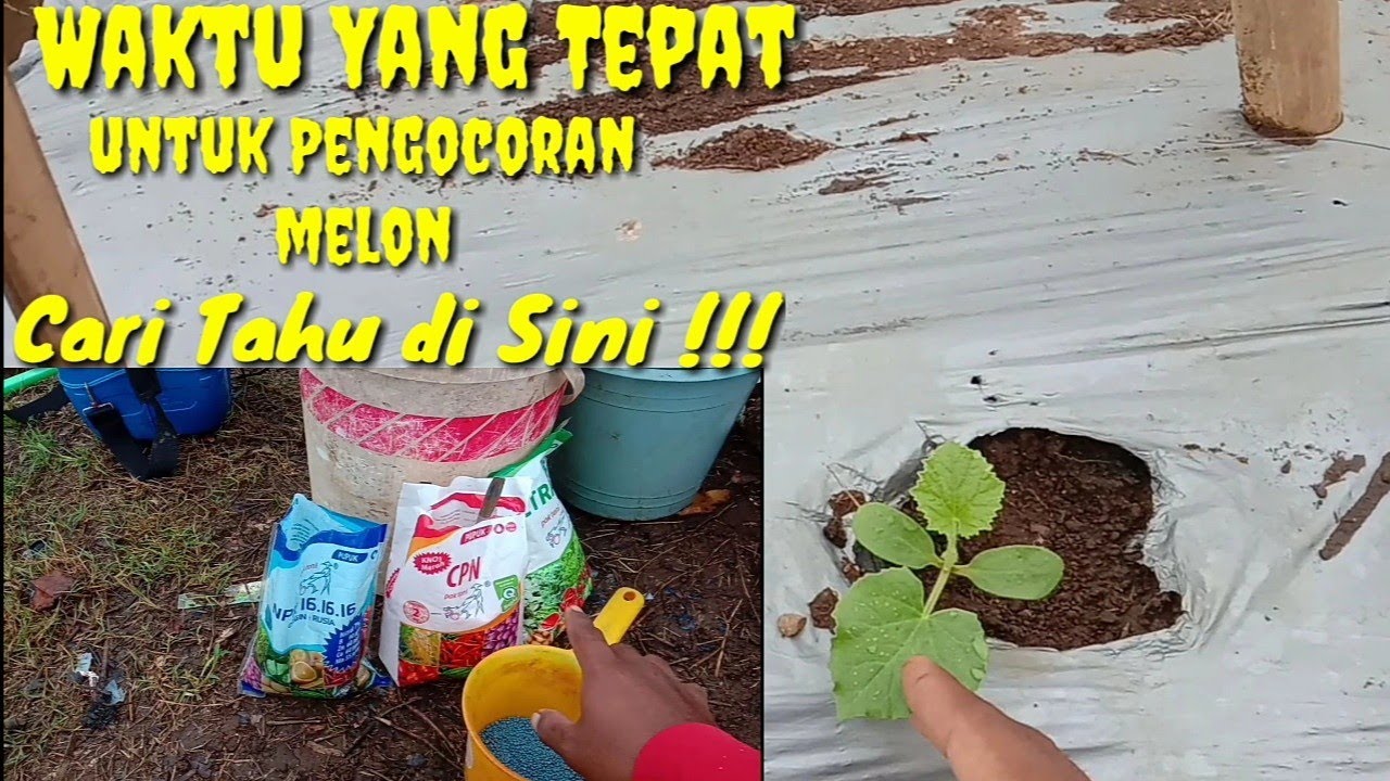 Inilah Pupuk Terbaik Untuk Pengocoran Pertama Pada Tanaman Melon