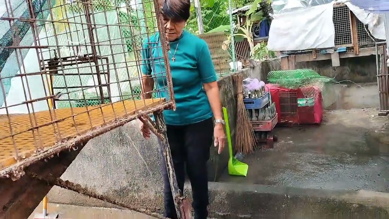 INILIPAT  KO SILA KULONGAN #Pekinduck #pekinducklings #yt #youtubesubscribe #subscribers