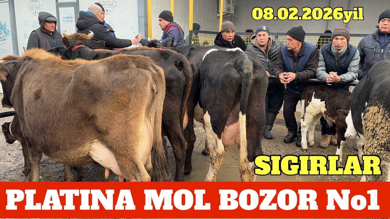 PLATINA MOL BOZOR SIGIRLAR NARXLARI XONADON BOBLARIDAN VIDEO UCHUN LIKE👍🔥 BOSVORILA