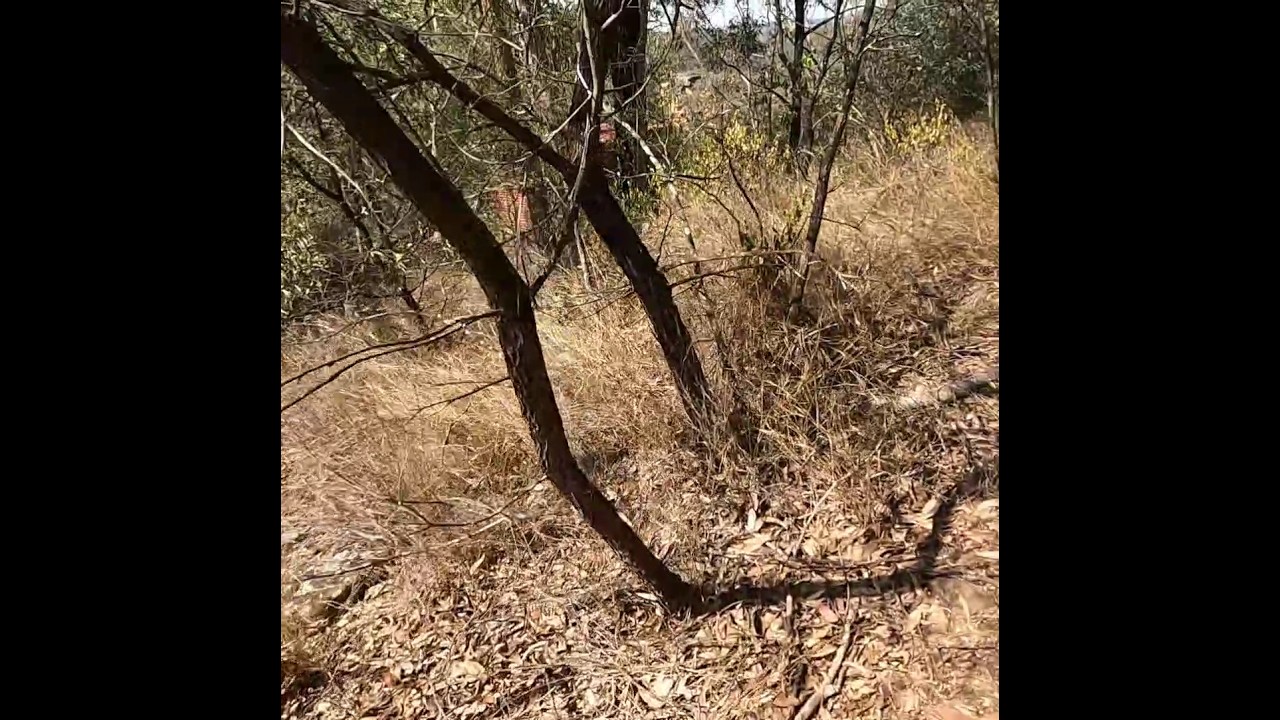 a HIDDEN SHACK in the BUSH  