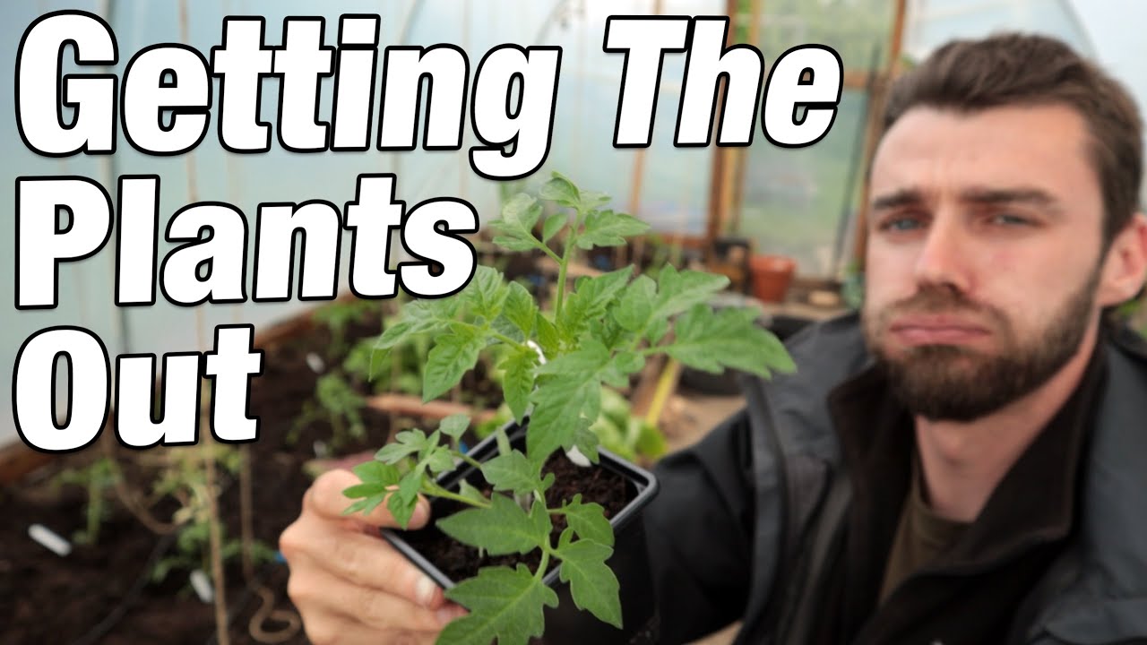 Planting Out More Than 150 Plants!
