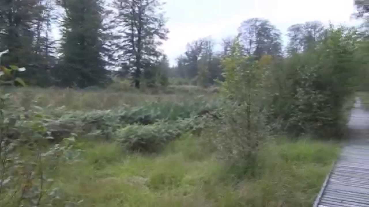 Balade dans la Grande Forêt de Saint Hubert