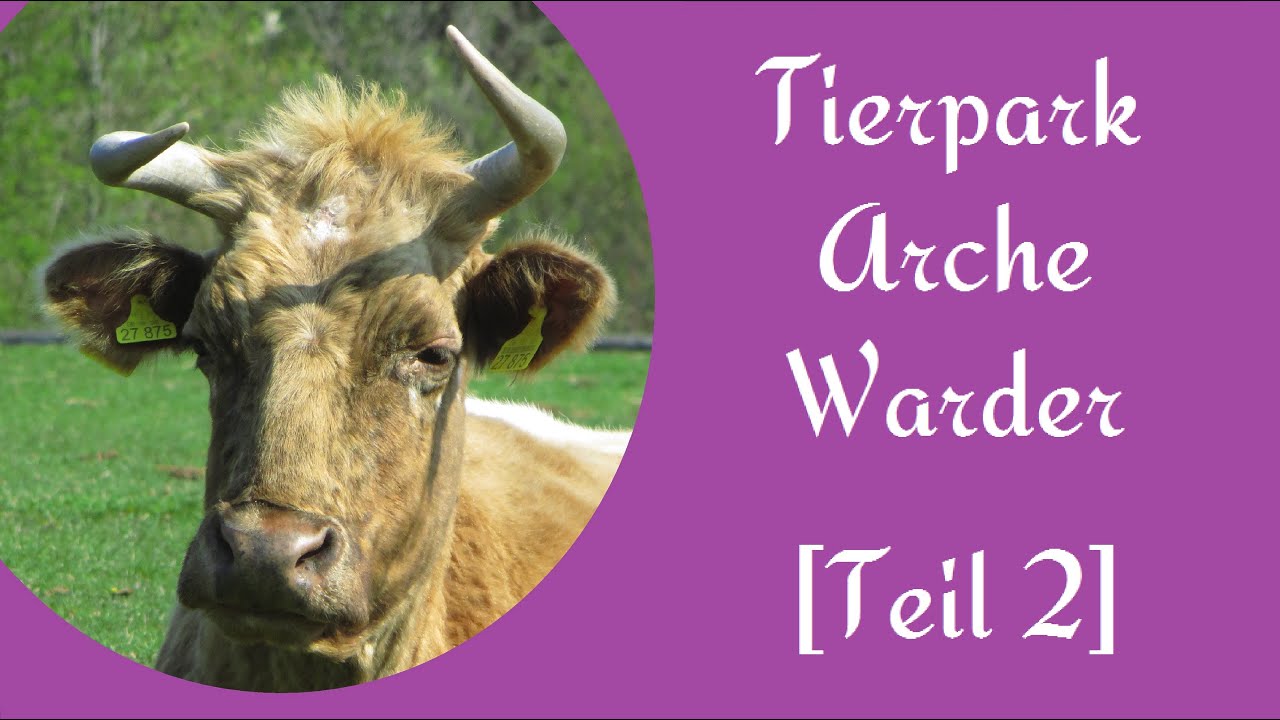 Alte Haustierrassen im Tierpark Arche Warder 2