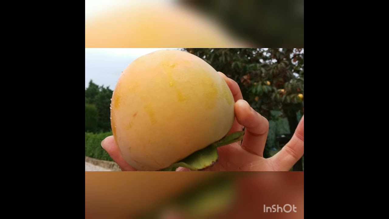 Persimmon | Kaki Fruits in France