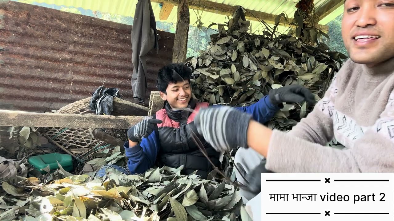 गाउमा पैसा फल्छ part 2     #highlights  #followers #money 