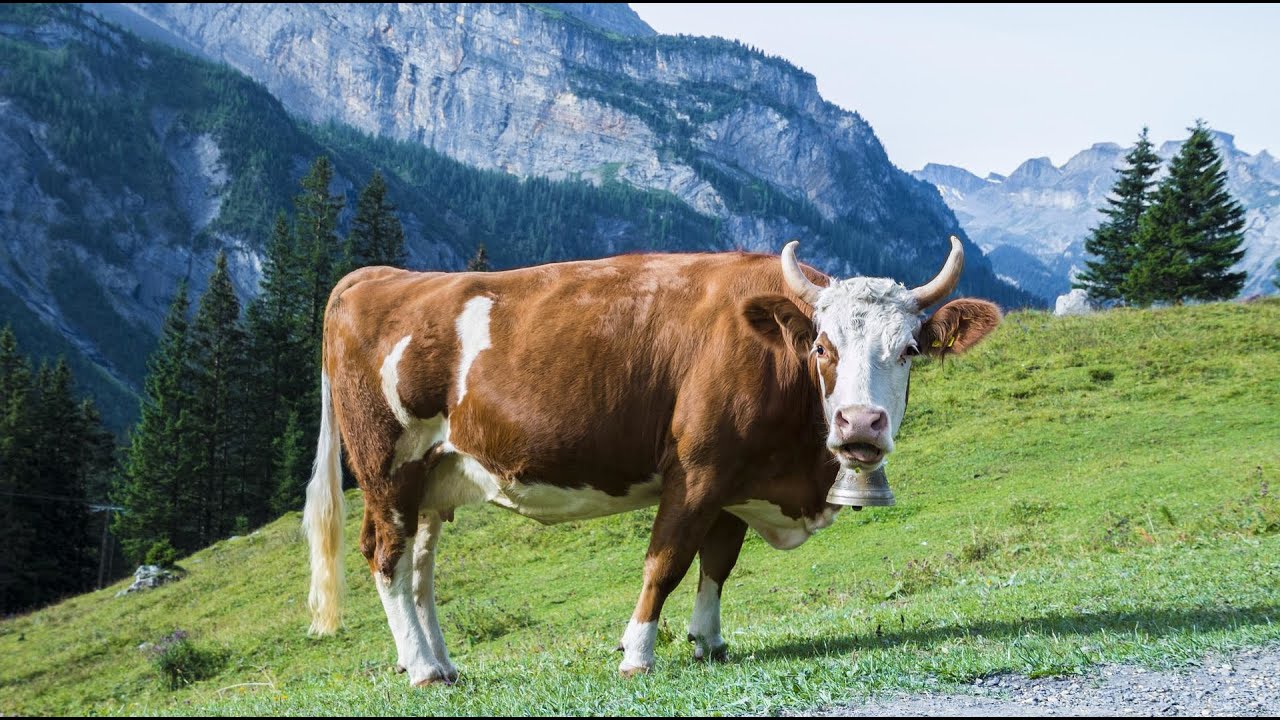 Kuh ger&auml;usch - Kuhger&auml;usche