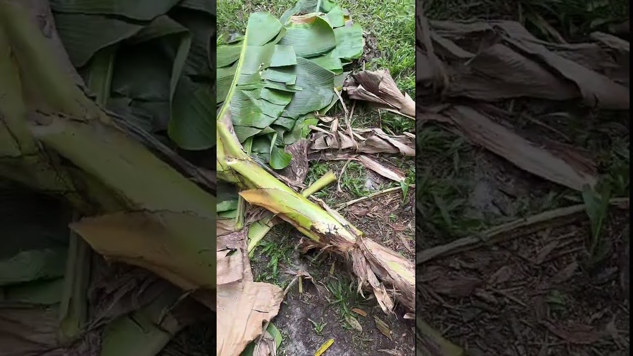 Banana Maintenance