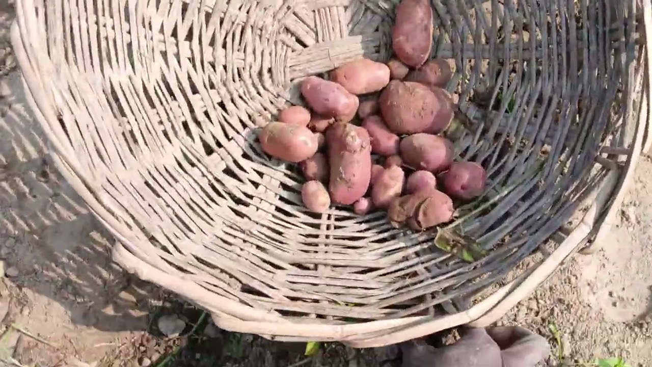 Aaj Mai Apne Khet Ka Aalu Khoda 🙂