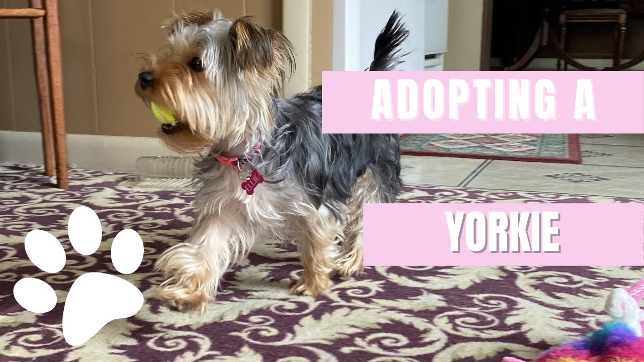 ADOPTING A YORKIE // Travel With Me