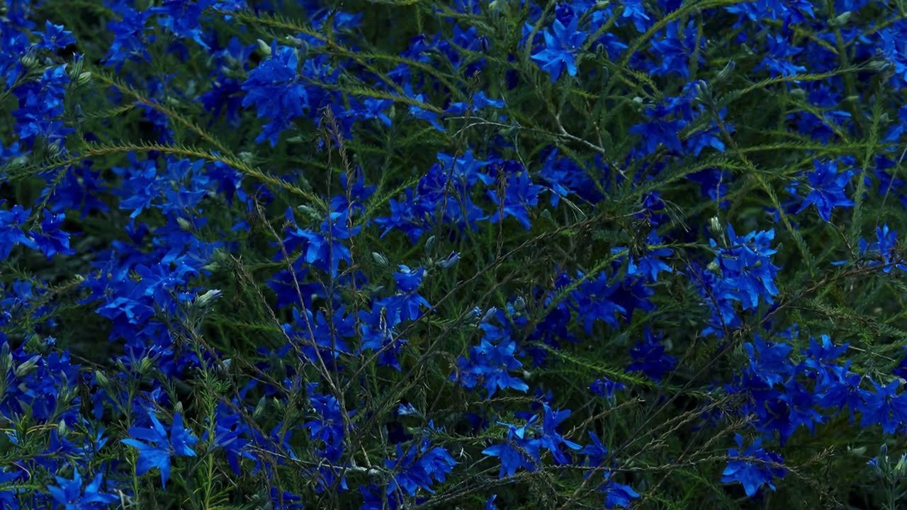 Jefre Cantu-Ledesma - The Milky Sea (Official Audio)