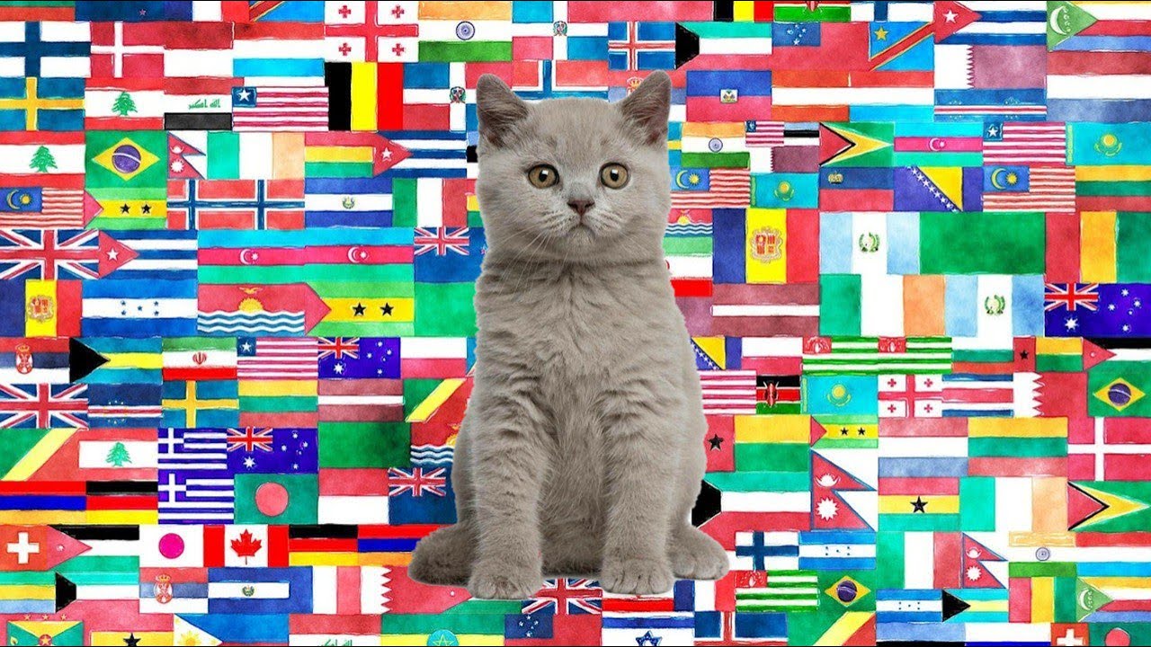 Ay Mi Gattito miau miau in 20 Languages || Meme
