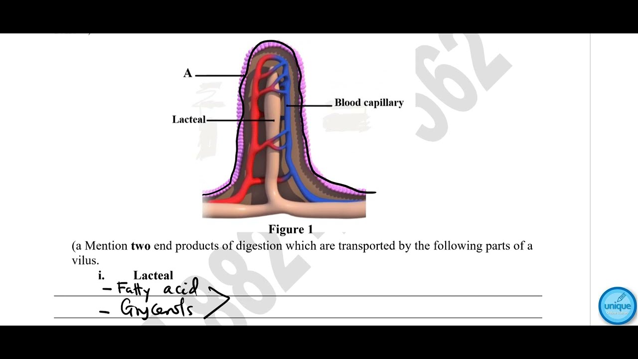 Unique Biology solution part one (1)