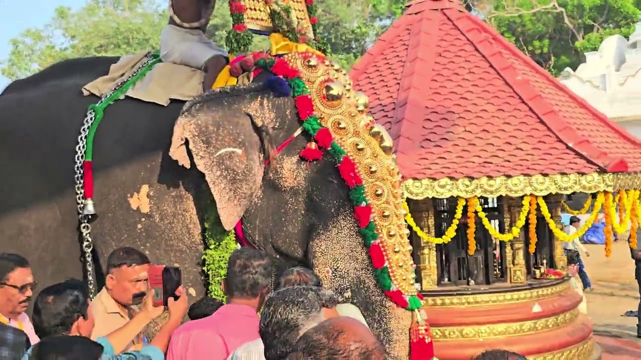 ചെറായി താലപ്പൊക്കം വിജയി കാളിയാർമഠം ശേഖരൻ തിടമ്പു എടുക്കുന്നു