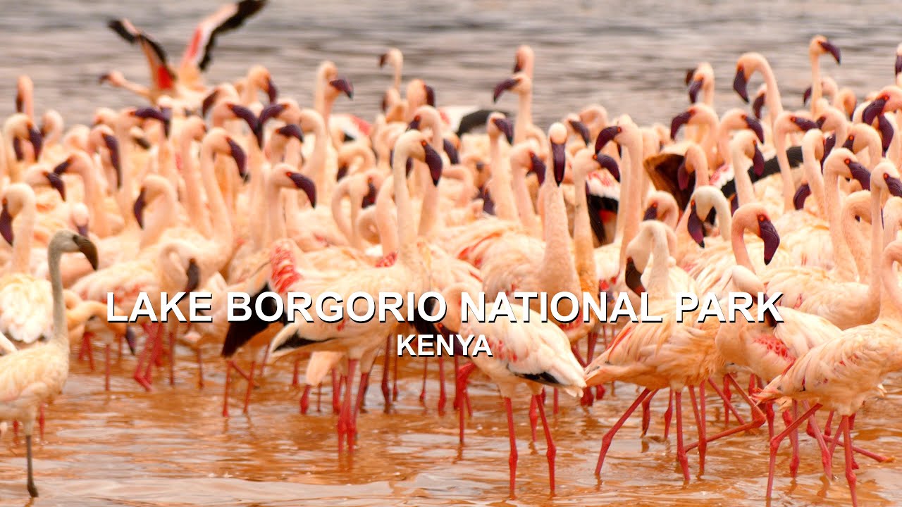 Flamingo Paradise: Witnessing Nature&rsquo;s Pink Spectacle at Lake Bogoria