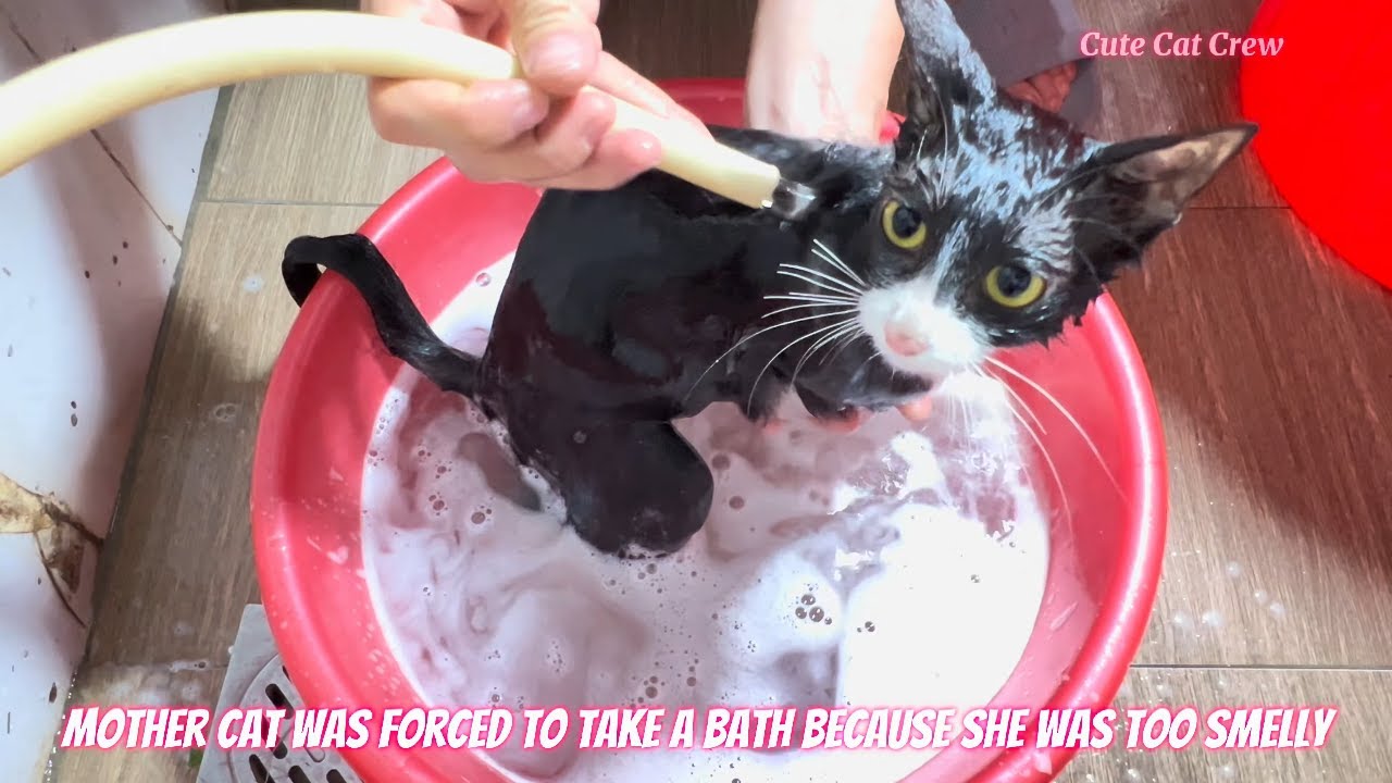 Angry Feral Cat Transforms After First Bath - Cute Cat Crew