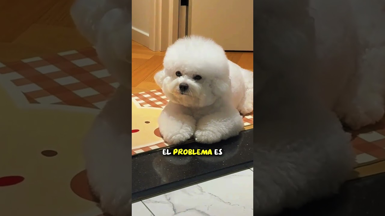 ¿Por qué mi perro me sigue a todas partes?