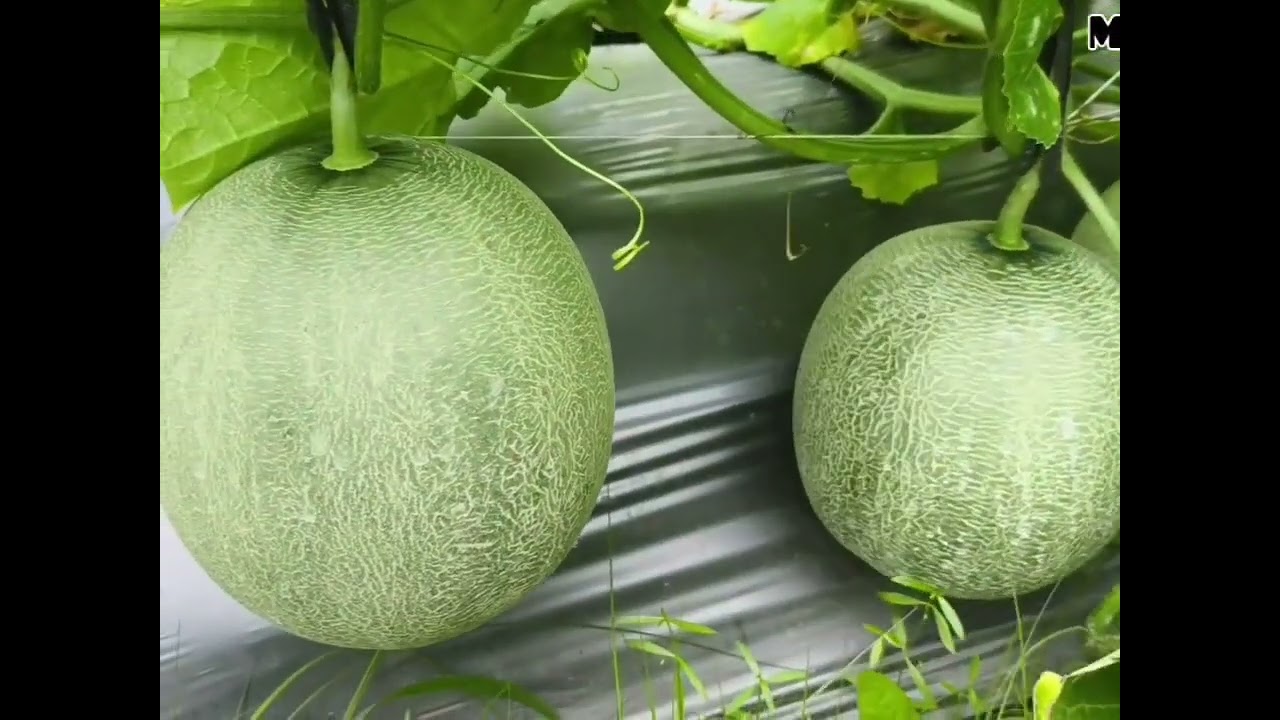 Petani melon 🍈#jangkauanluassemuaorang 