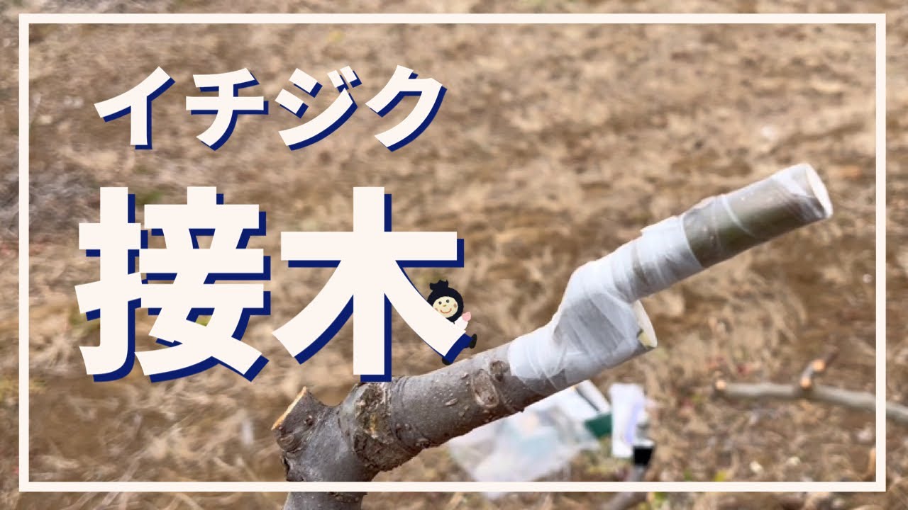 【イチジク】接木
