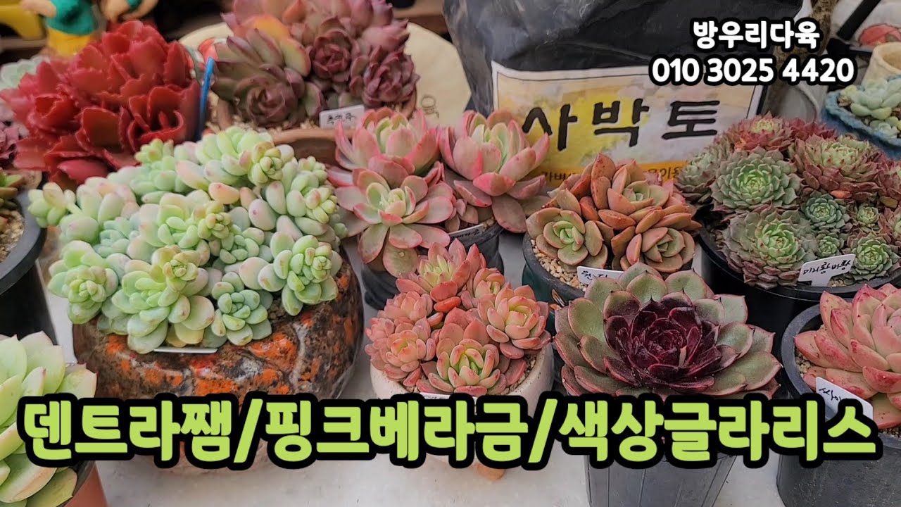 방우리다육 군생분갈이 사박토에 담아요#초보다육 #succulent #다육쇼핑