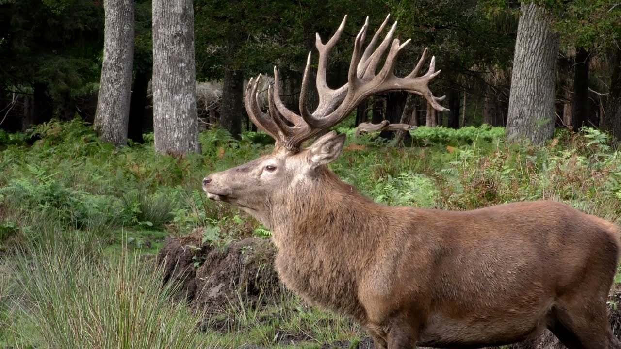 Brame du cerf 2023 - Parc naturel de Boutissaint -  Part. 3