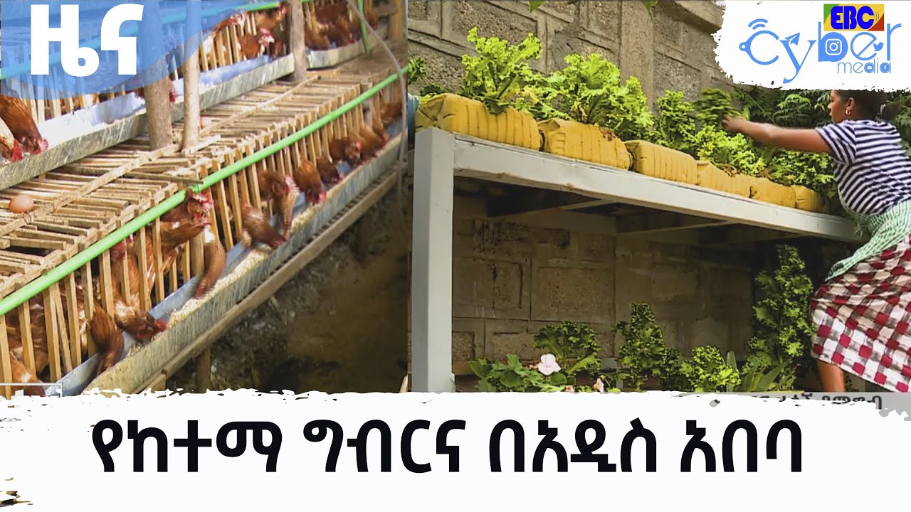 የከተማ ግብርና በአዲስ አበባ Etv | Ethiopia | News