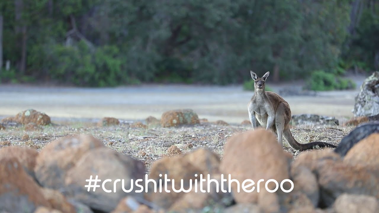 Crush it with the Roo - GrindeRoo OG 63mm Premium Metal Herb Grinder