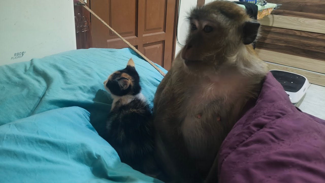 Adik Protecting Shakita The Blind Cat
