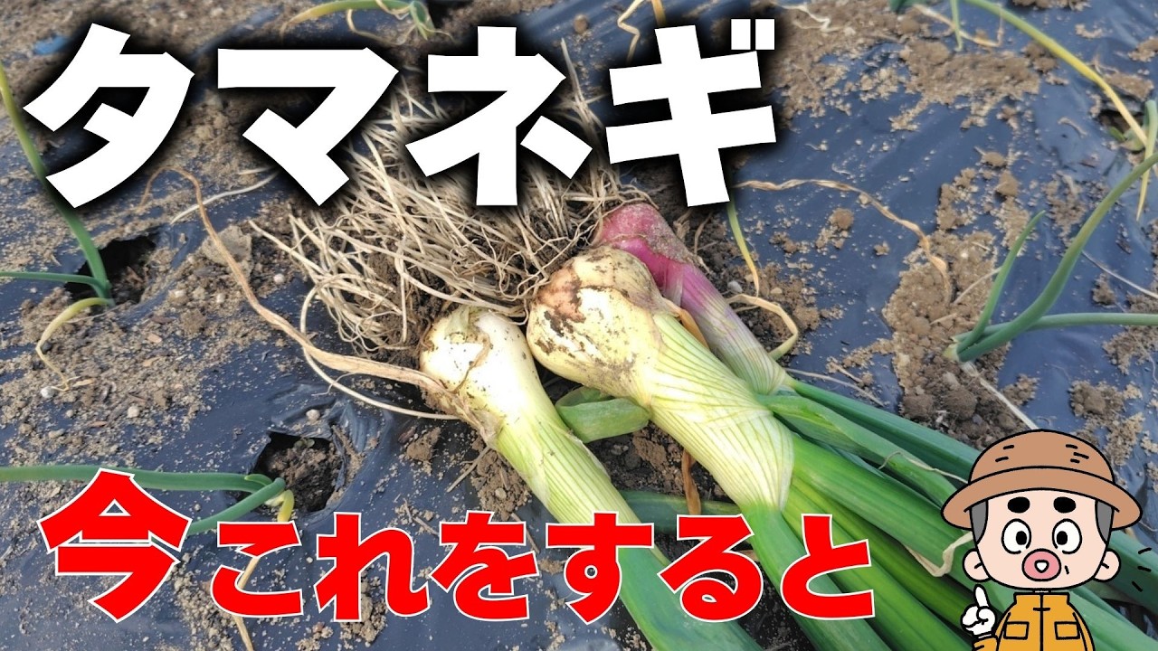 【タマネギ】止め肥は、2月か3月か？作型や品種で変わるタイミングを見逃すな
