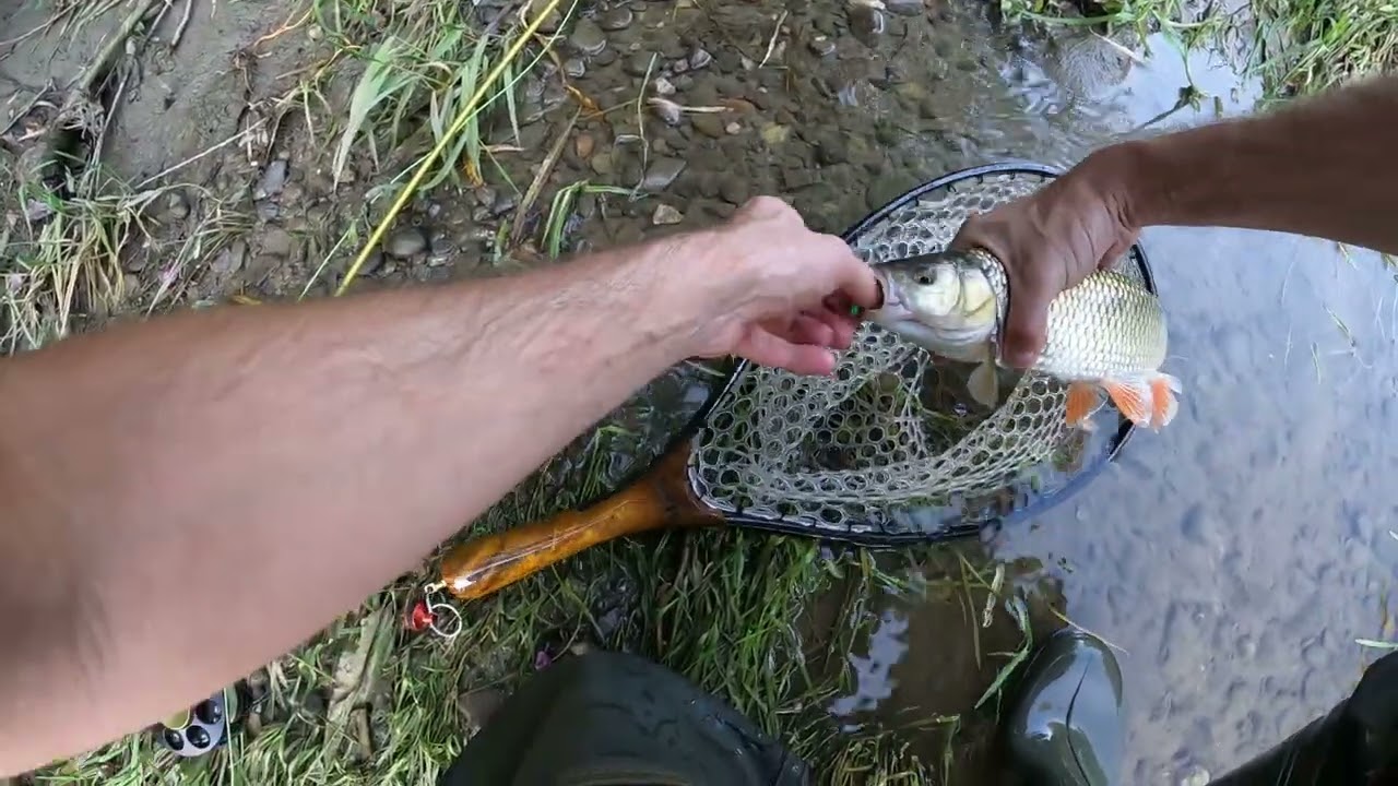 Dry fly fishing #3 | Chub on the fly | Trzeci rzut i branie klenia