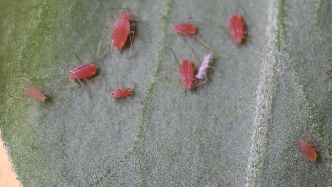 Aphidius ervi parasitizing pea aphids