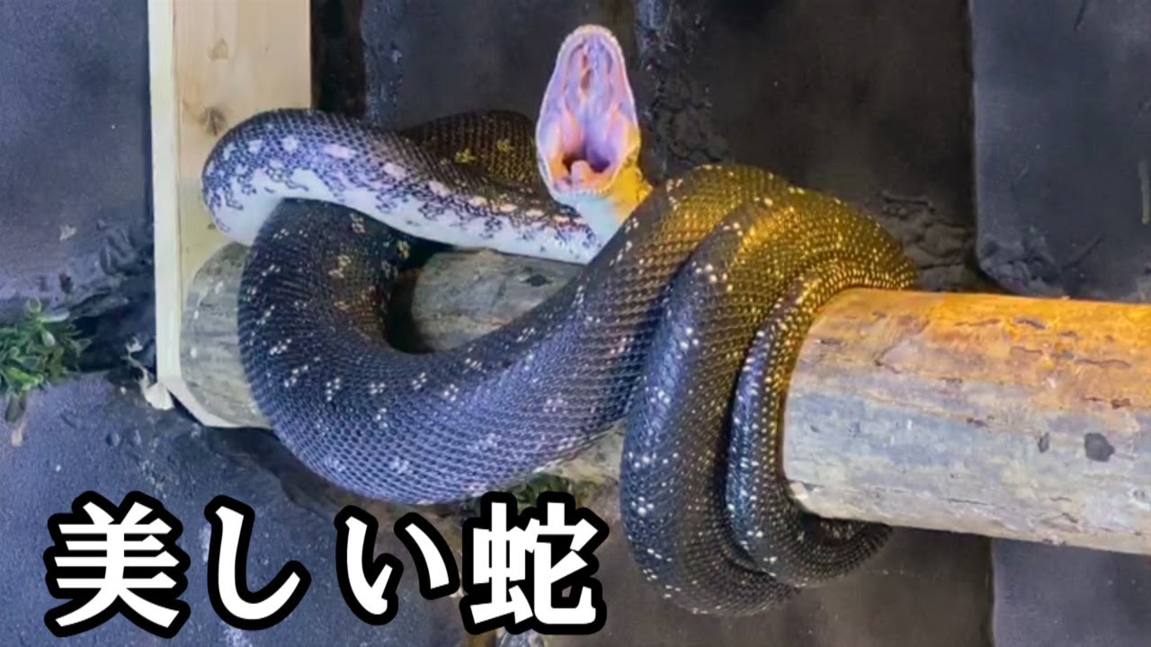 ダイヤモンドパイソンへ給餌と飼育環境について【Diamond Python】