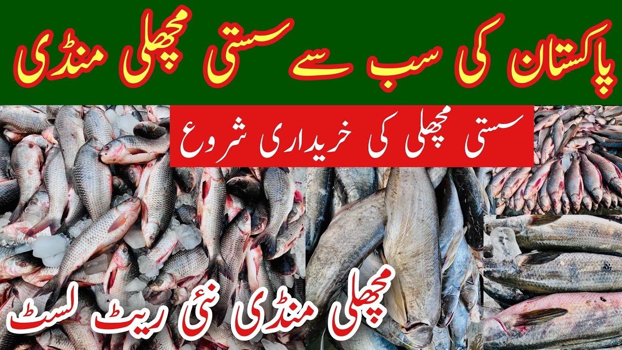 Fish Market Multan, Multan Fish Market, Rohu Fish Price, Fish Mandi Pakistan, Machli Rate, Mr Phirtu