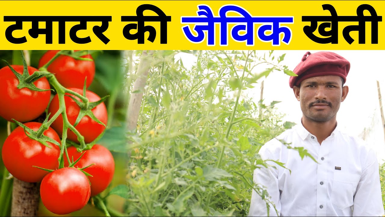 टमाटर की जैविक खेती कैसे करें || tamatar ki jaivik kheti || organic farming of Tomato india
