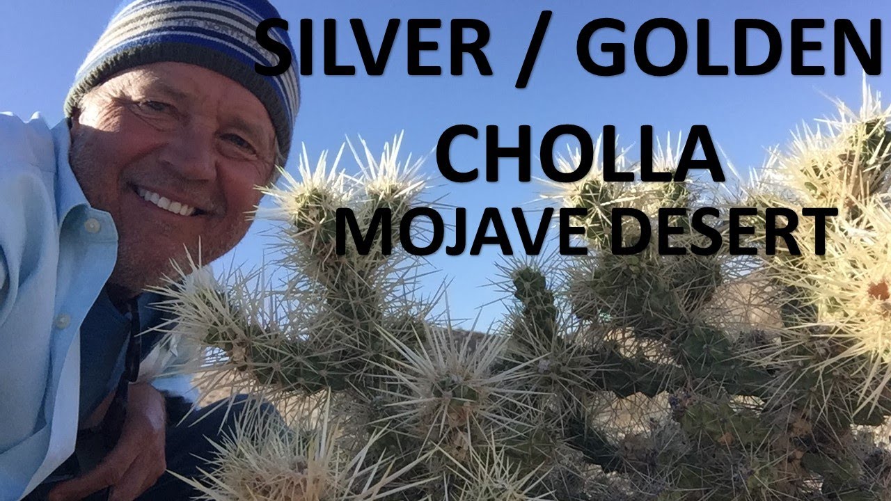 Silver Golden Cholla in Mojave Desert (Cylindropuntia echinocarpa)