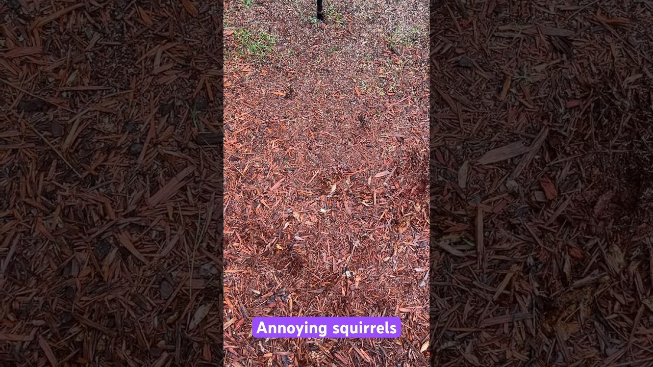 How to stop squirrels from eating all the bird food. 
