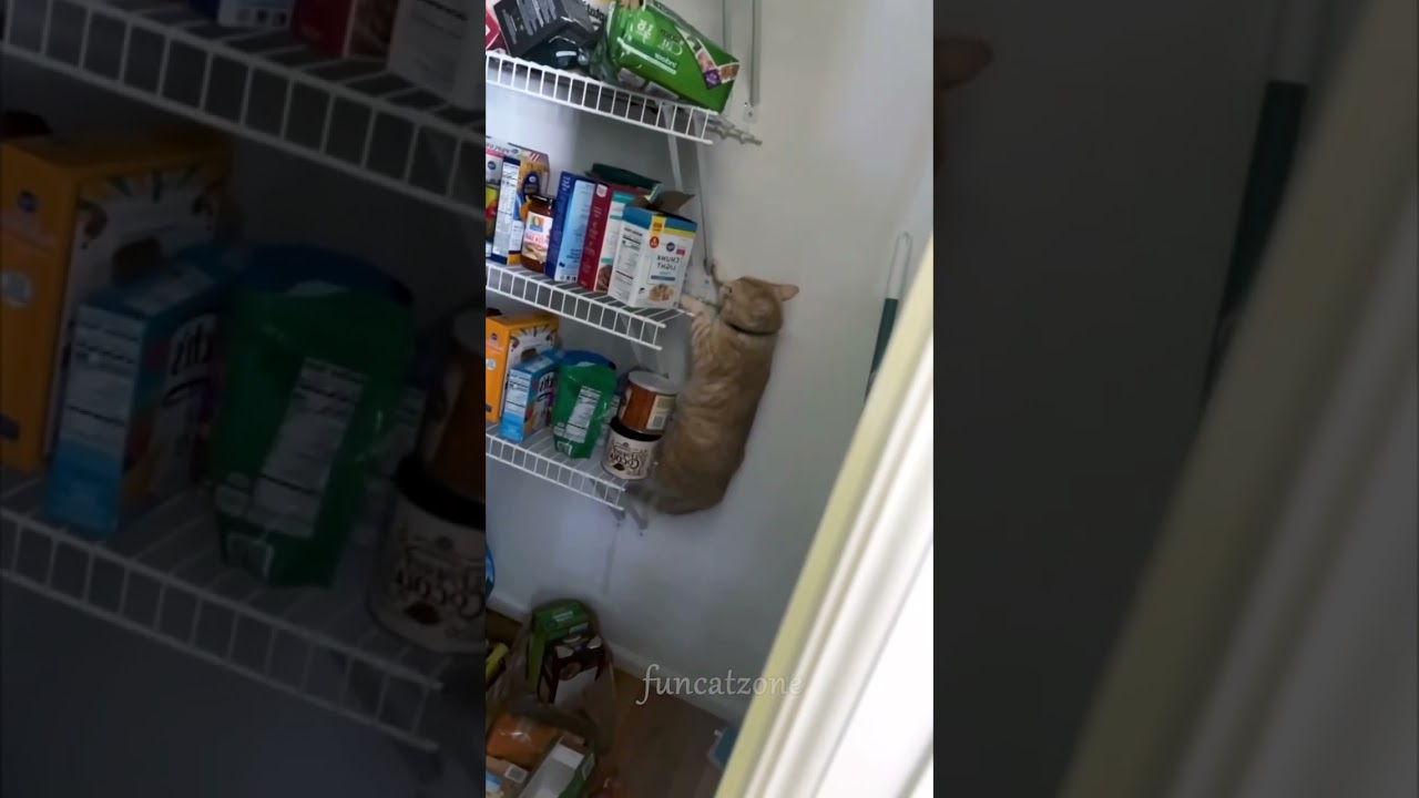 Naughty cat#catvideos #playfulcat#fyp