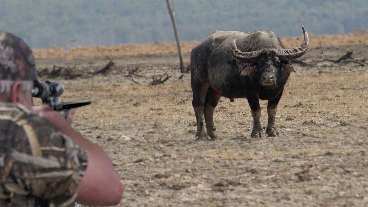 Hunting Australia Big Game