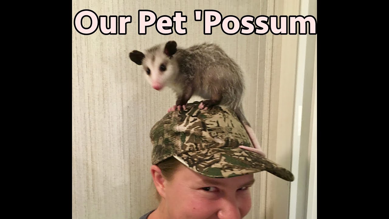 Our Pet 'Possum
