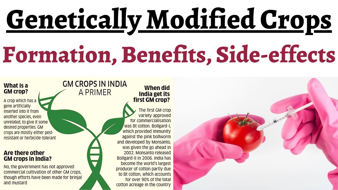 What are Genetically Modified Crops & how are they made, Comparison with Conventional Breeding tech.