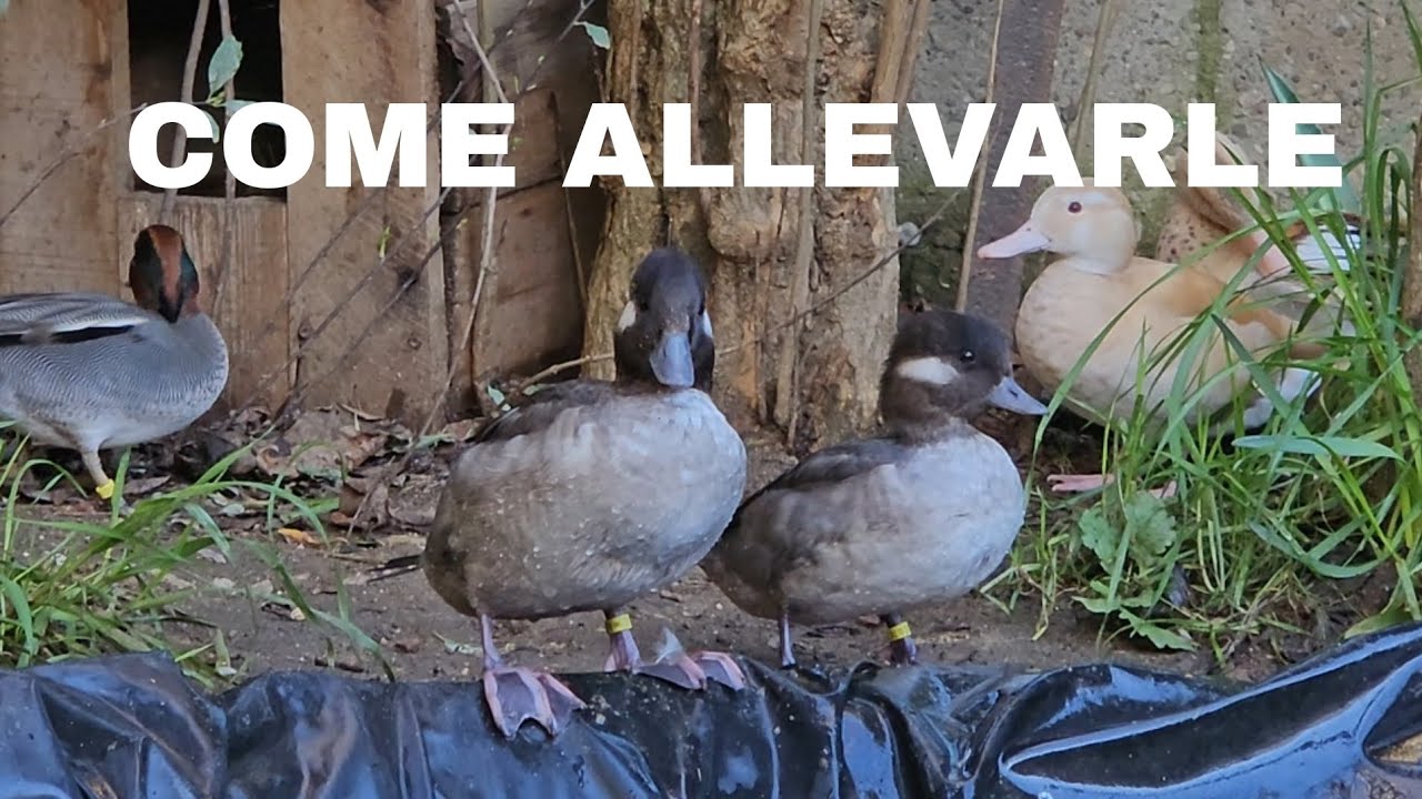 come ALLEVARE le ANATRE ORNAMENTALI
