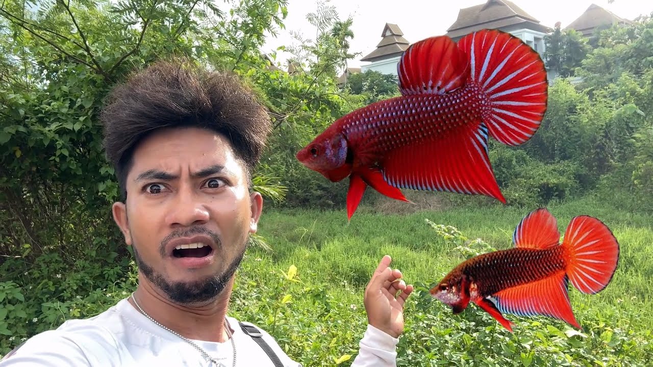 ช้อนปลากัดหมายลับ กลับพบเจอแบบนี้