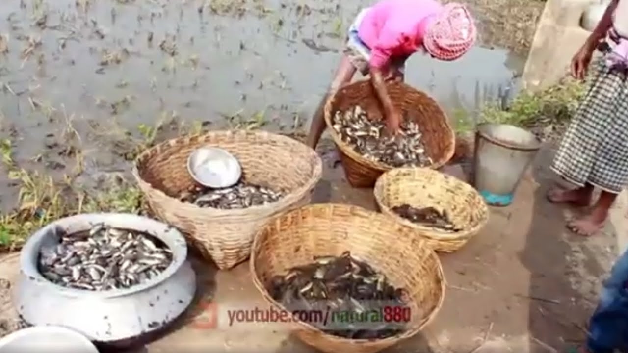 গ্রামের বিল থেকে মাছ ধরা